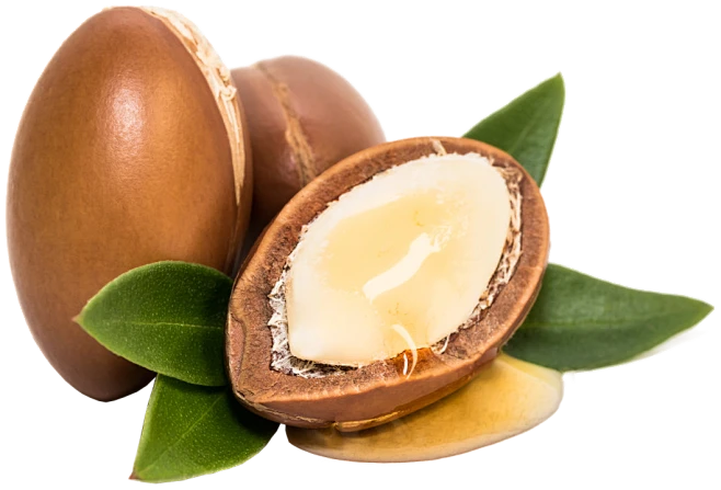 Chestnut Seed Extract